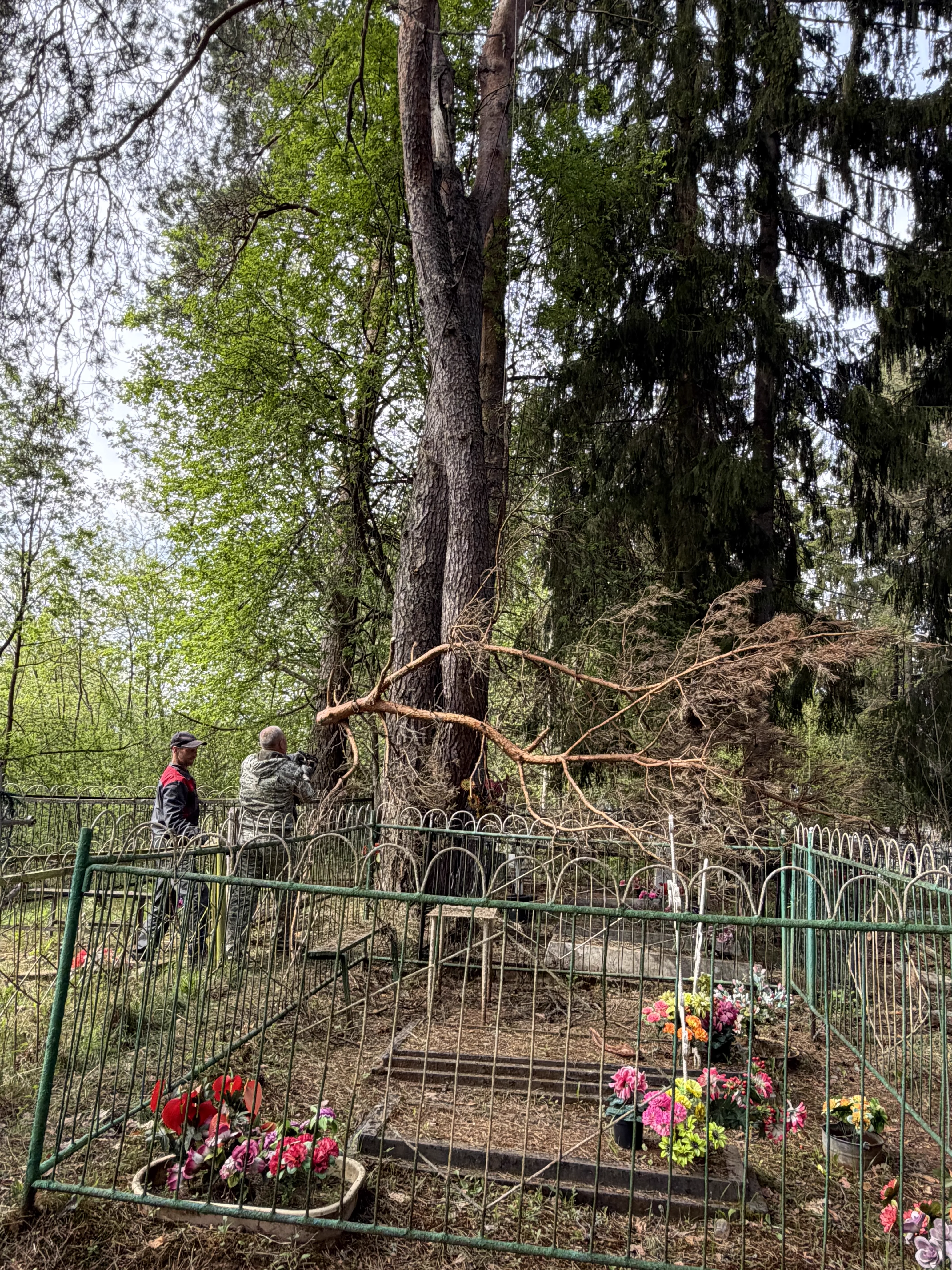 Вырубка деревьев на кладбище, фото с объекта