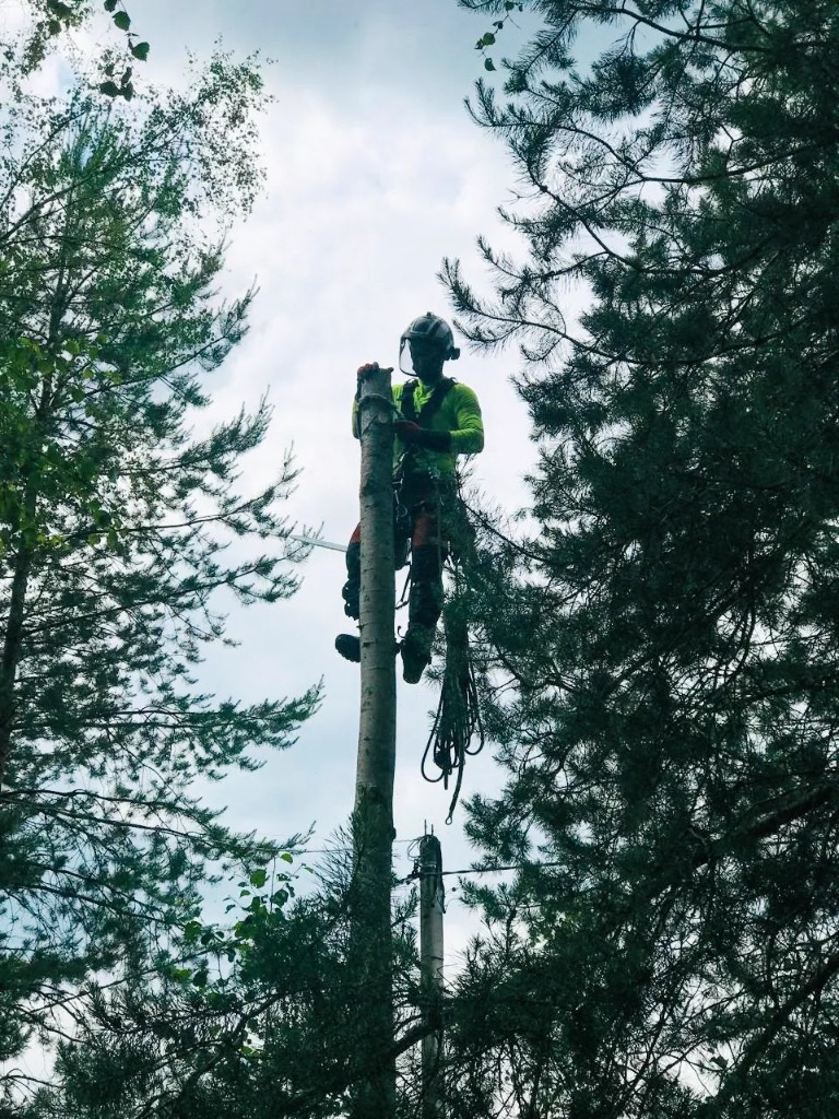Спил сухих деревьев