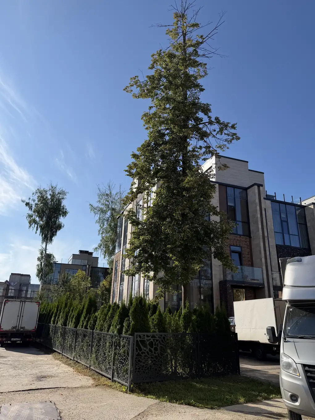 Липа выше кровли таунхауса на узкой полосе газона в коттеджном посёлке под Истрой