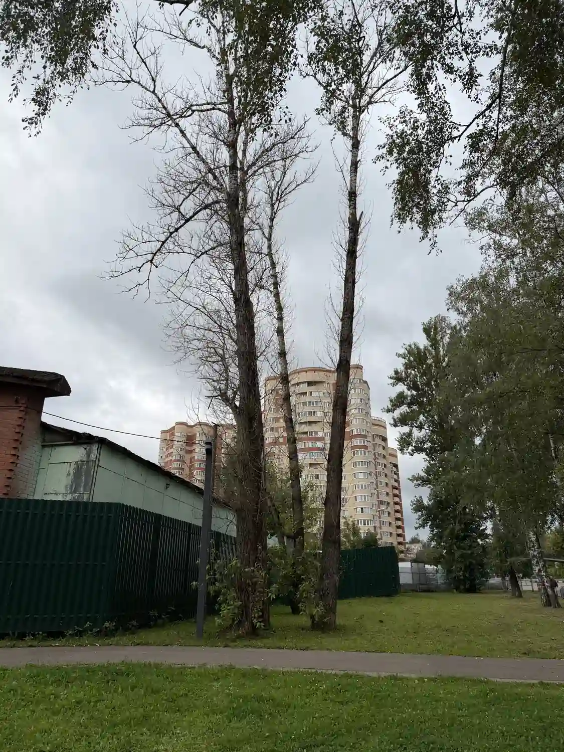 Сухие тополя в парке Ивантеевки рядом с жилыми домами и пешеходной дорожкой