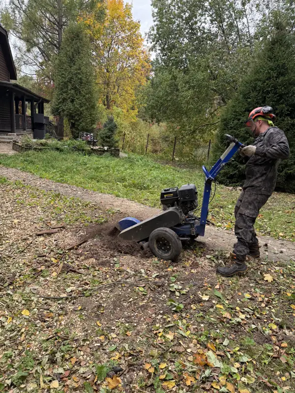 Арборист снимает пень фрезой на дачном участке