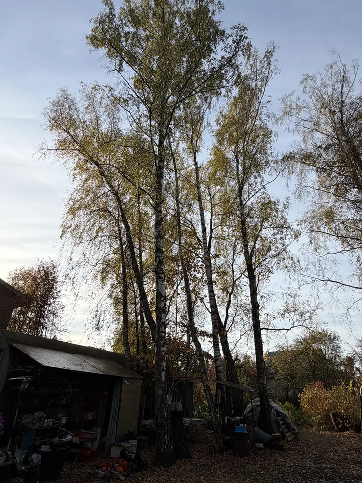 Берёзы до спила на участке в СНТ «Сынково»