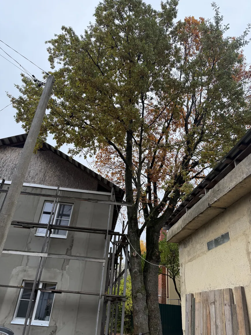 Большой дуб между постройками в Долгопрудном
