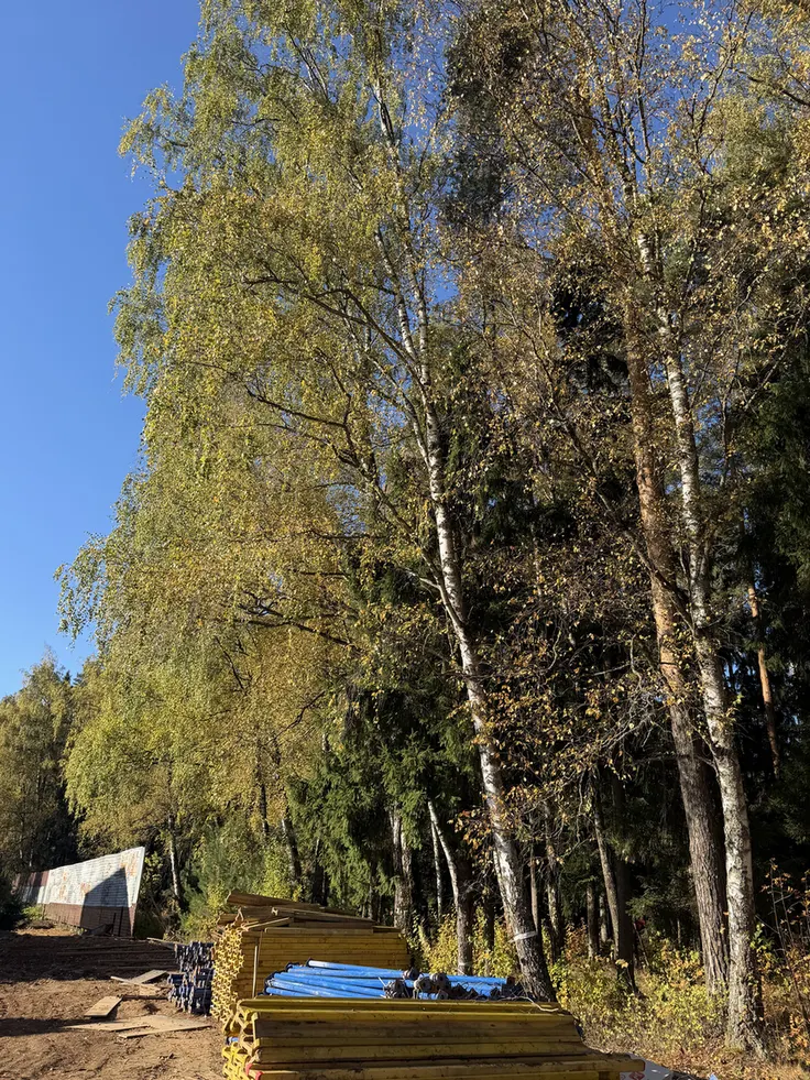 Наклонные берёзы вдоль ограждения до спила