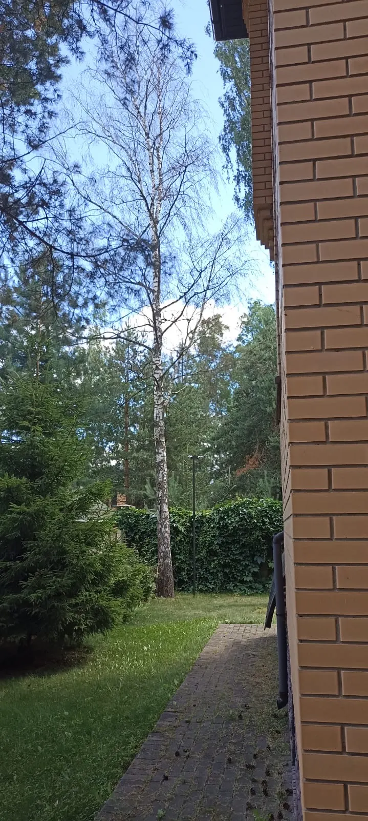 Вид на дерево со стороны дома