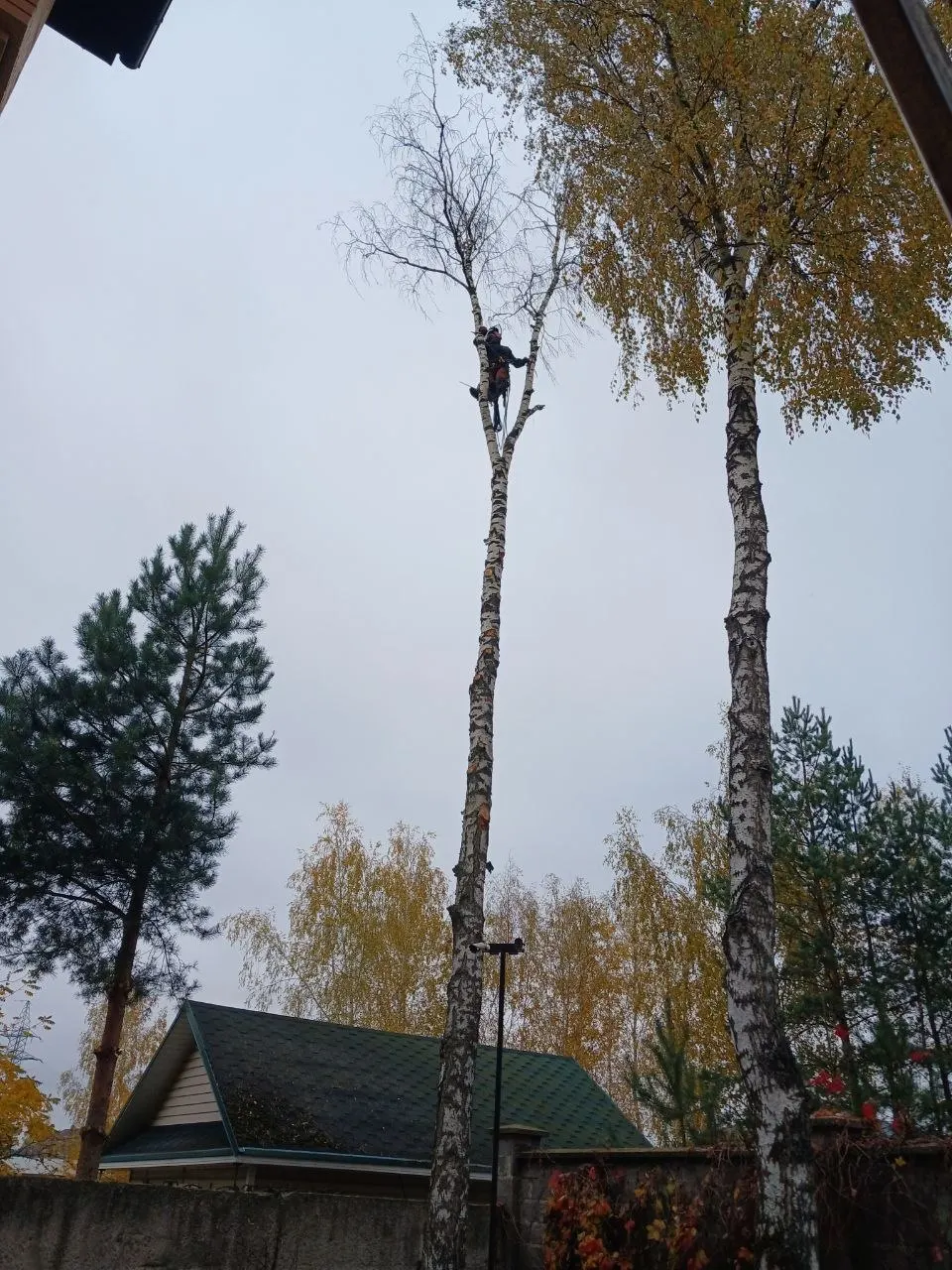 Берёза в процессе спила
